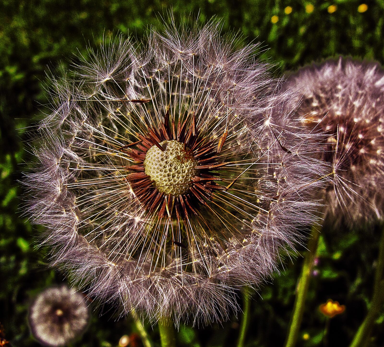 Canon PowerShot G12 sample photo. Dandelion, flight screens, achaenen photography