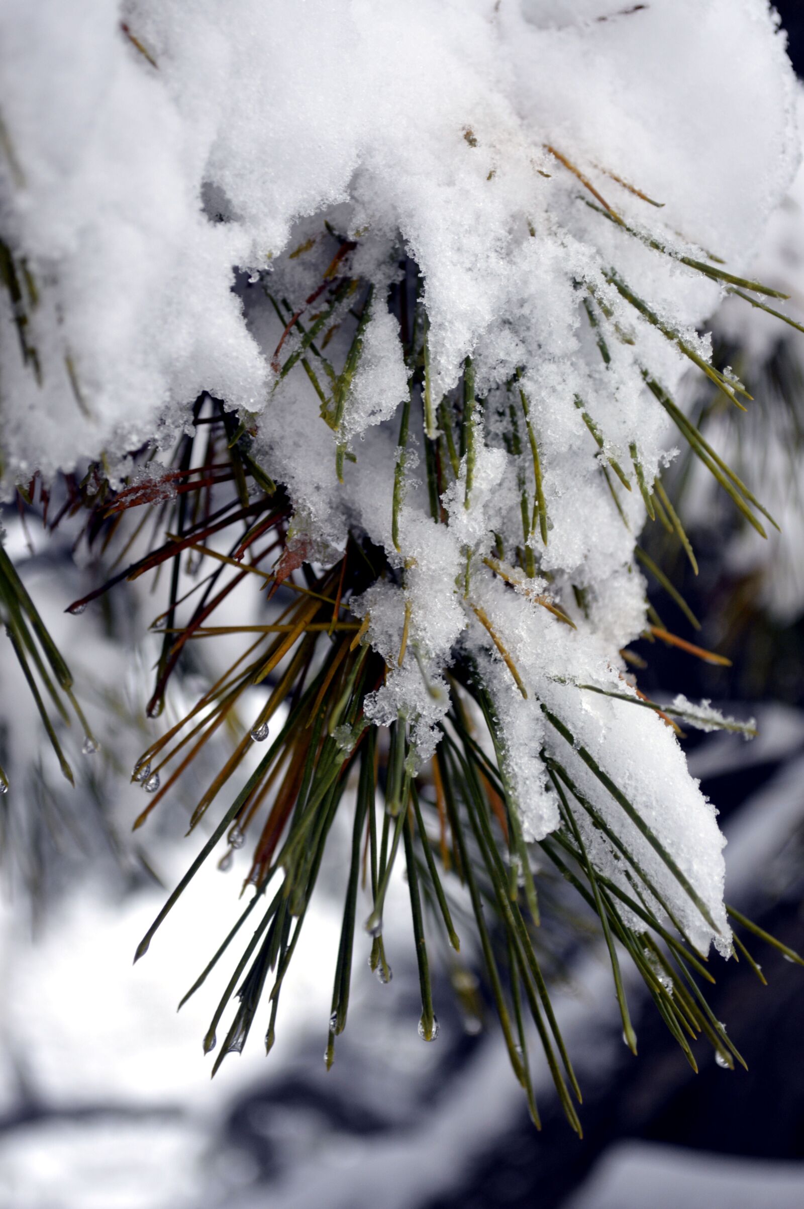 Nikon D3200 sample photo. Snow, pine, winter photography