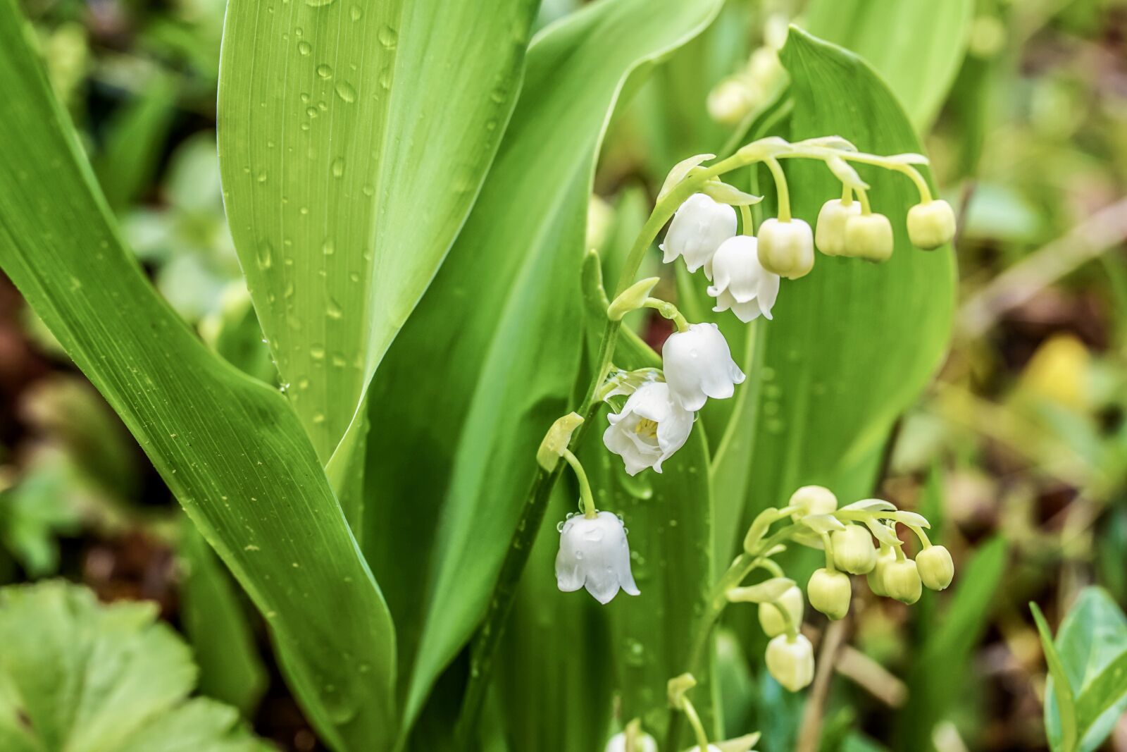 35mm F1.4 sample photo. Lily of the valley photography