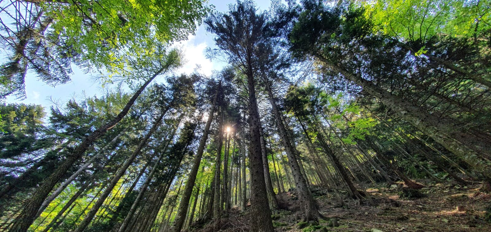Samsung Galaxy S10+ sample photo. Alberi, trentino, alpi photography