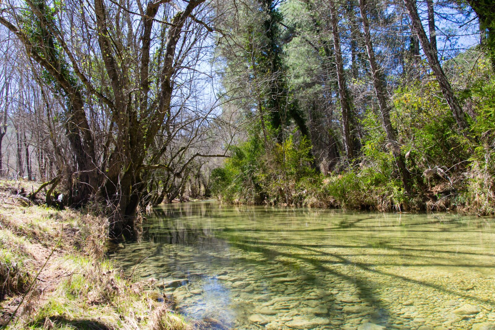Nikon D3100 sample photo. Landscape, forest, river photography