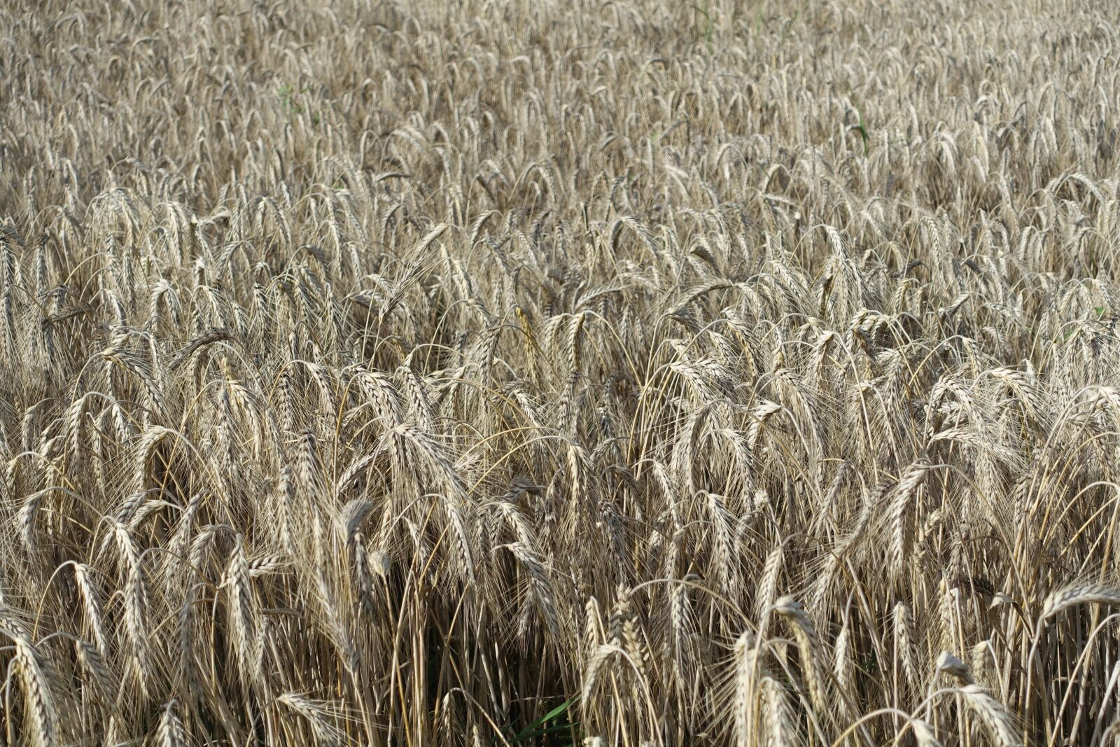 Sony Cyber-shot DSC-RX100 III sample photo. Wheat, field, crop photography