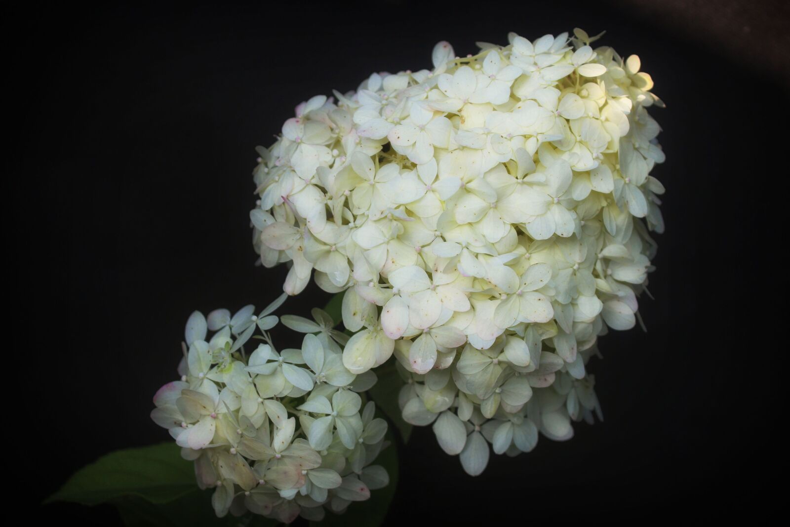 Canon EOS 700D (EOS Rebel T5i / EOS Kiss X7i) sample photo. Hydrangea, flower, hydrangeas photography