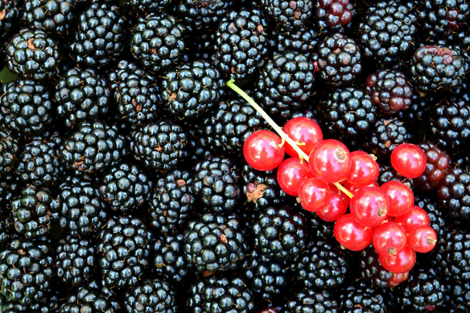 Nikon D3300 sample photo. Berry, food, fruit, sweet photography