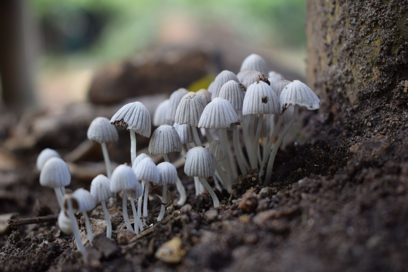 Nikon D5300 sample photo. Nature, fungi, plant photography