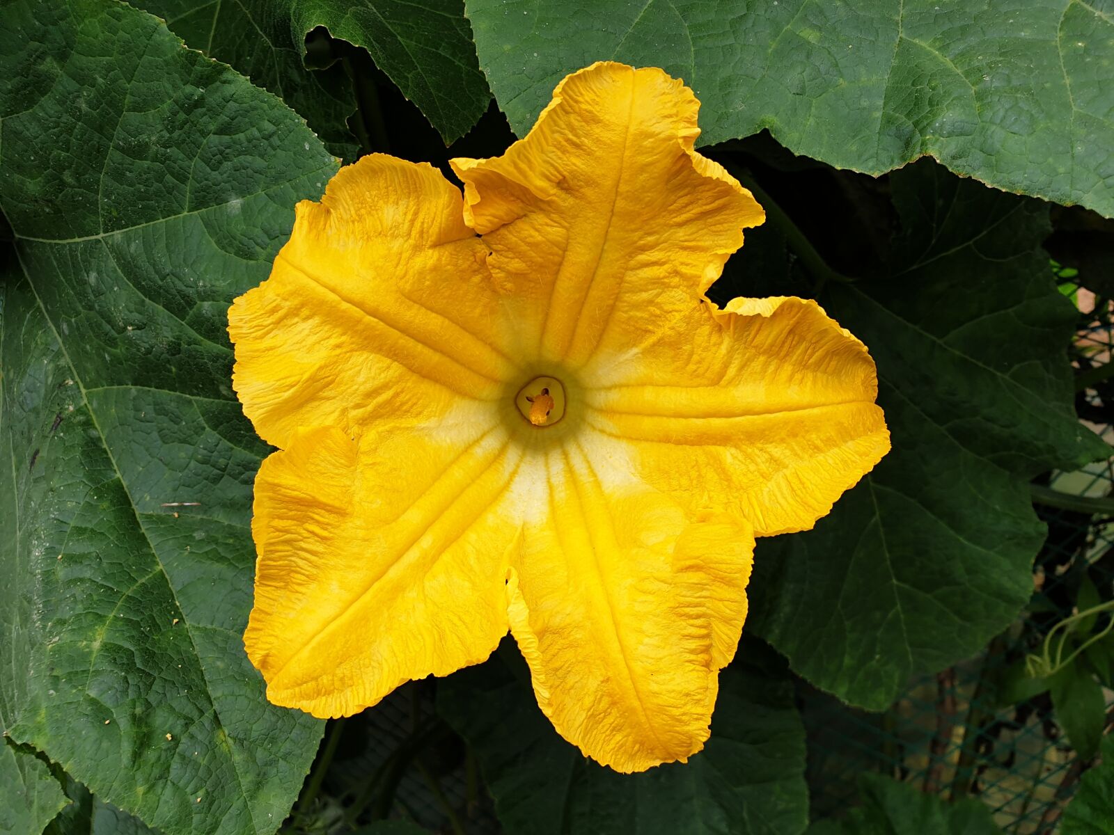 Samsung Galaxy Note9 sample photo. Flowers, pumpkin, nature photography