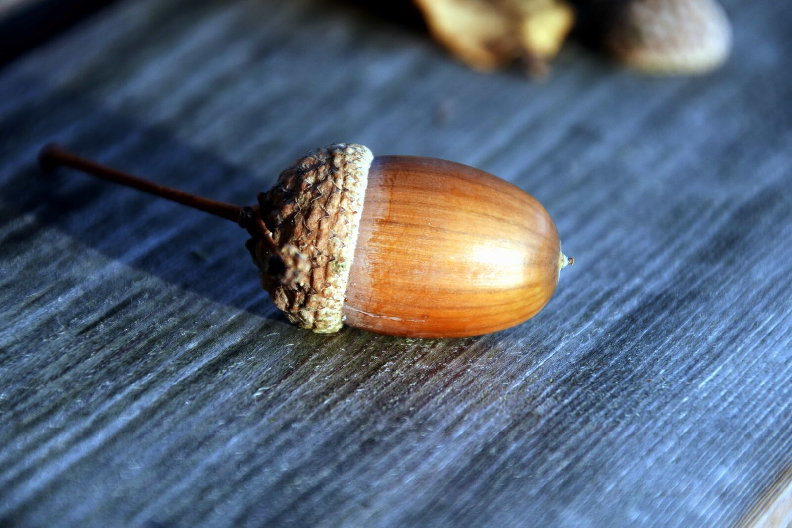 Nikon D3300 sample photo. Acorn, table, wood, nature photography