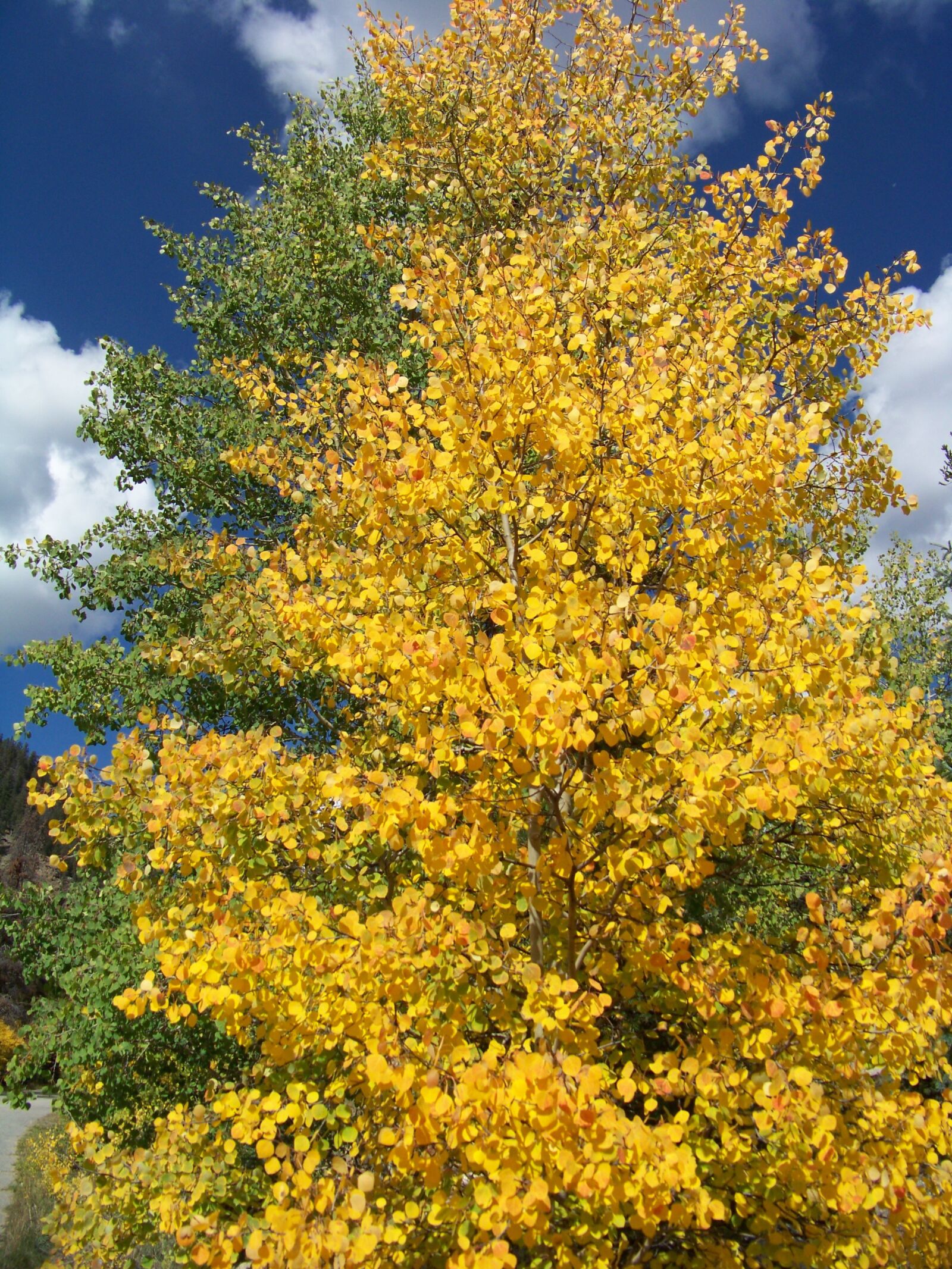 Kodak Z812 IS ZOOM DIGITAL CAMERA sample photo. Fall, colorado, autumn photography