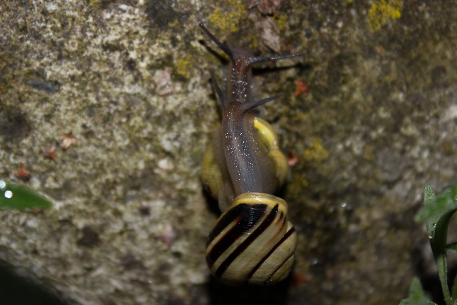 Canon EOS 600D (Rebel EOS T3i / EOS Kiss X5) sample photo. Snail, tape worm, nature photography