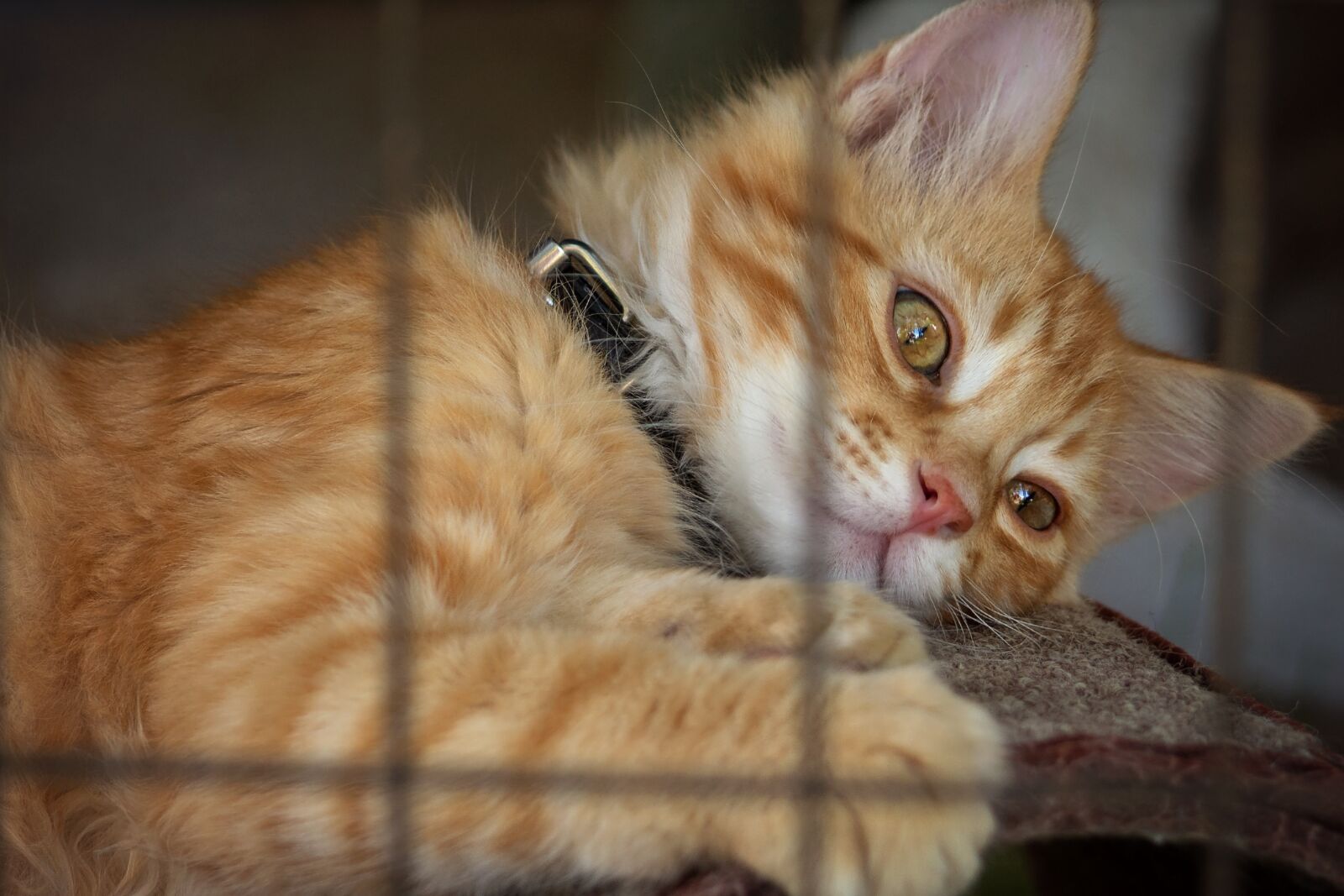 Nikon D7200 sample photo. Cat, animal, cute photography