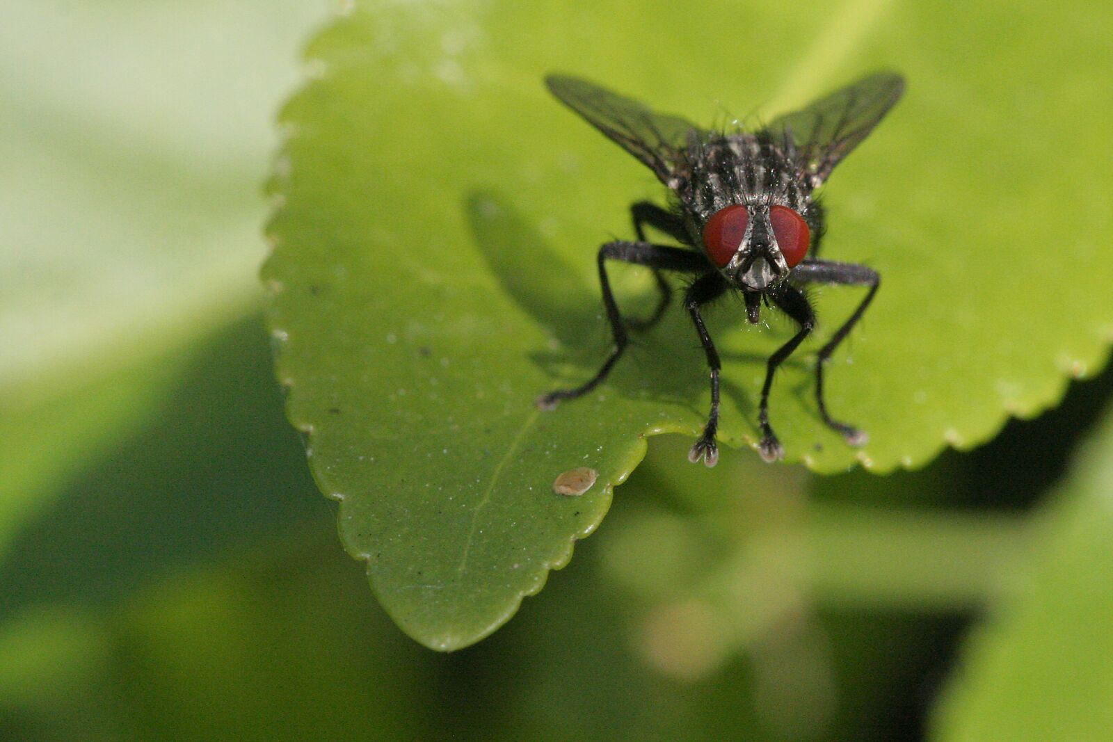 Canon EOS 350D (EOS Digital Rebel XT / EOS Kiss Digital N) sample photo. Fly, sheet, wings photography