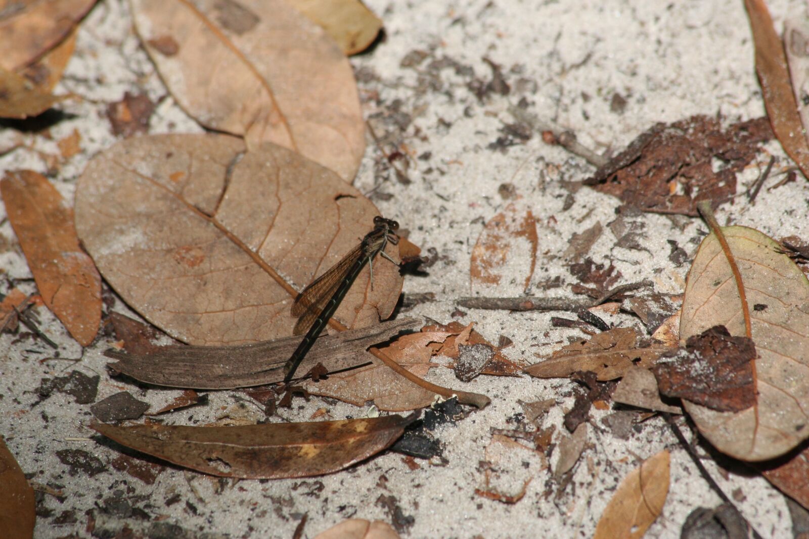 Canon EOS 350D (EOS Digital Rebel XT / EOS Kiss Digital N) sample photo. Nature, wood, insect photography