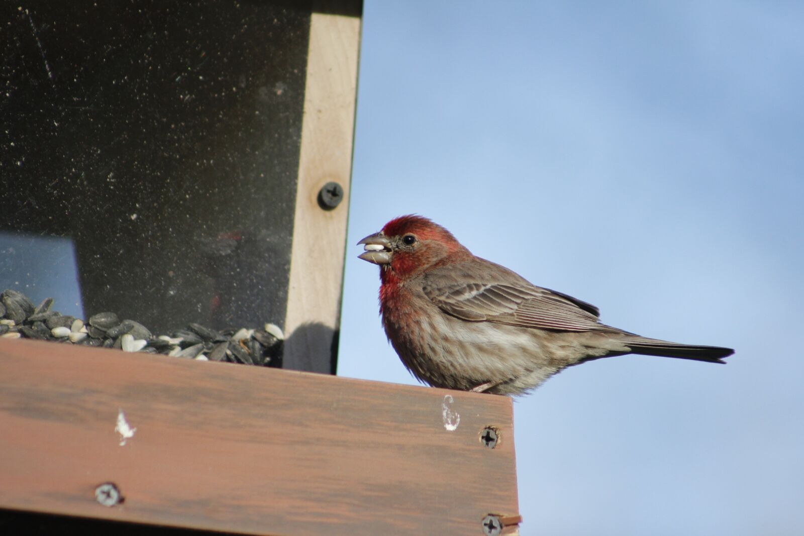 Canon EOS 550D (EOS Rebel T2i / EOS Kiss X4) sample photo. Bird, outdoors, nature photography