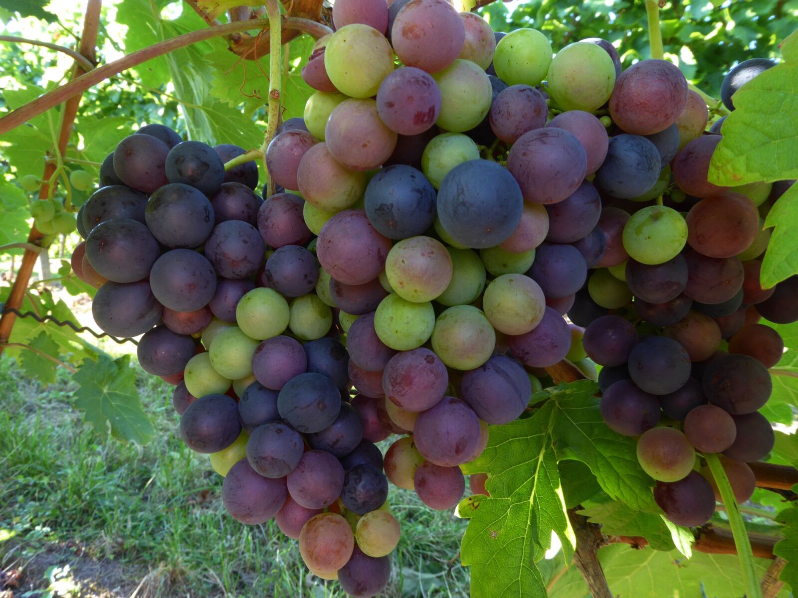 Panasonic DMC-TZ61 sample photo. Grapes, red, white photography