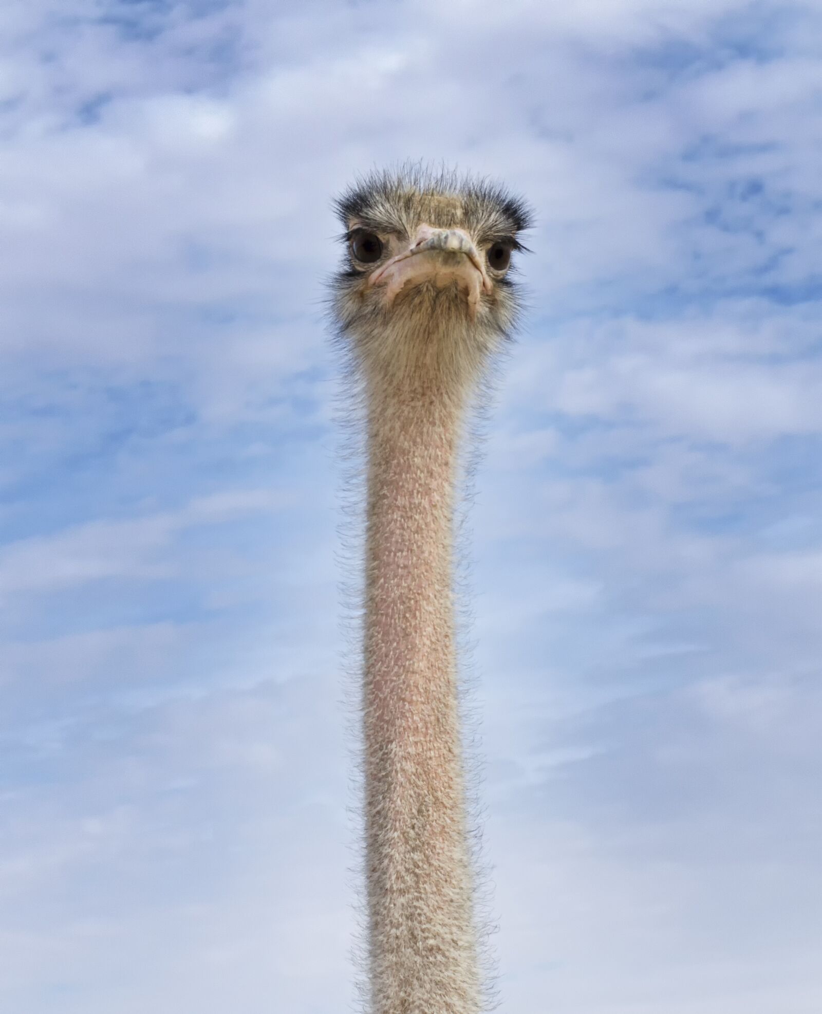 Nikon D5100 sample photo. Ostrich, looking at you photography