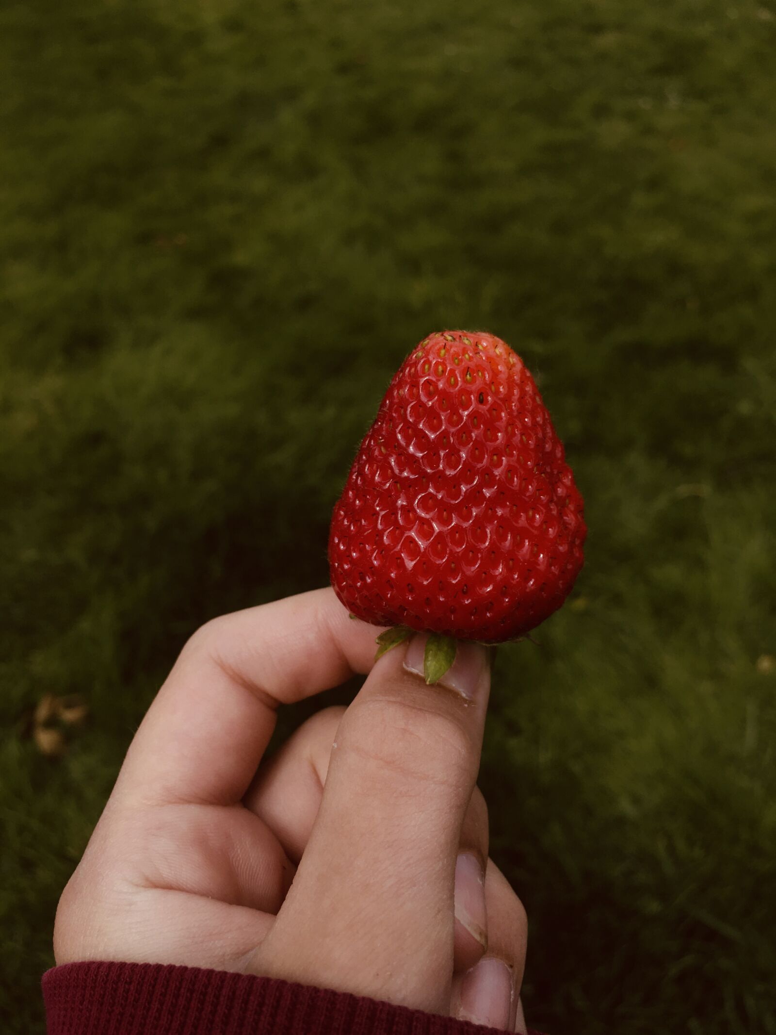 Apple iPhone SE (1st generation) sample photo. Strawberry, ripe, red photography