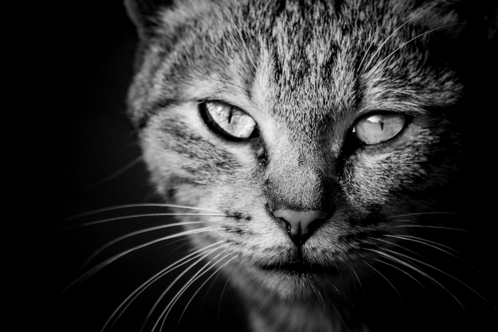 Nikon D5500 sample photo. Cat, black and white photography