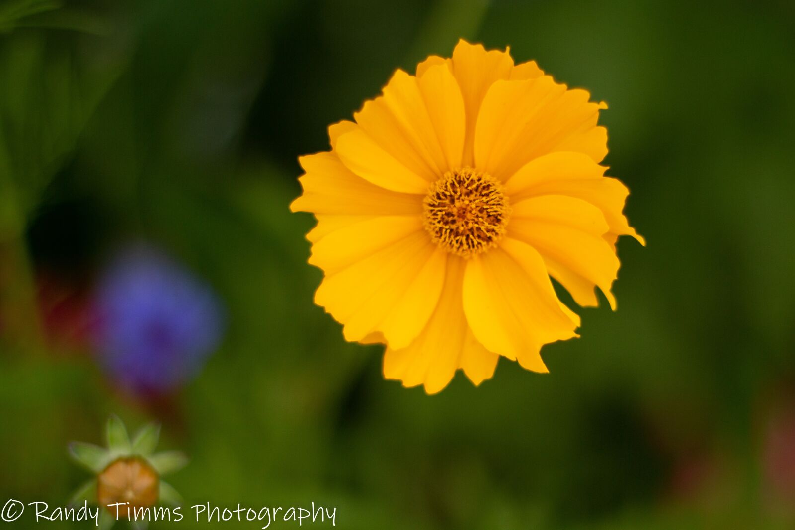Canon EOS 70D sample photo. Flowers, backyard, yellow flower photography