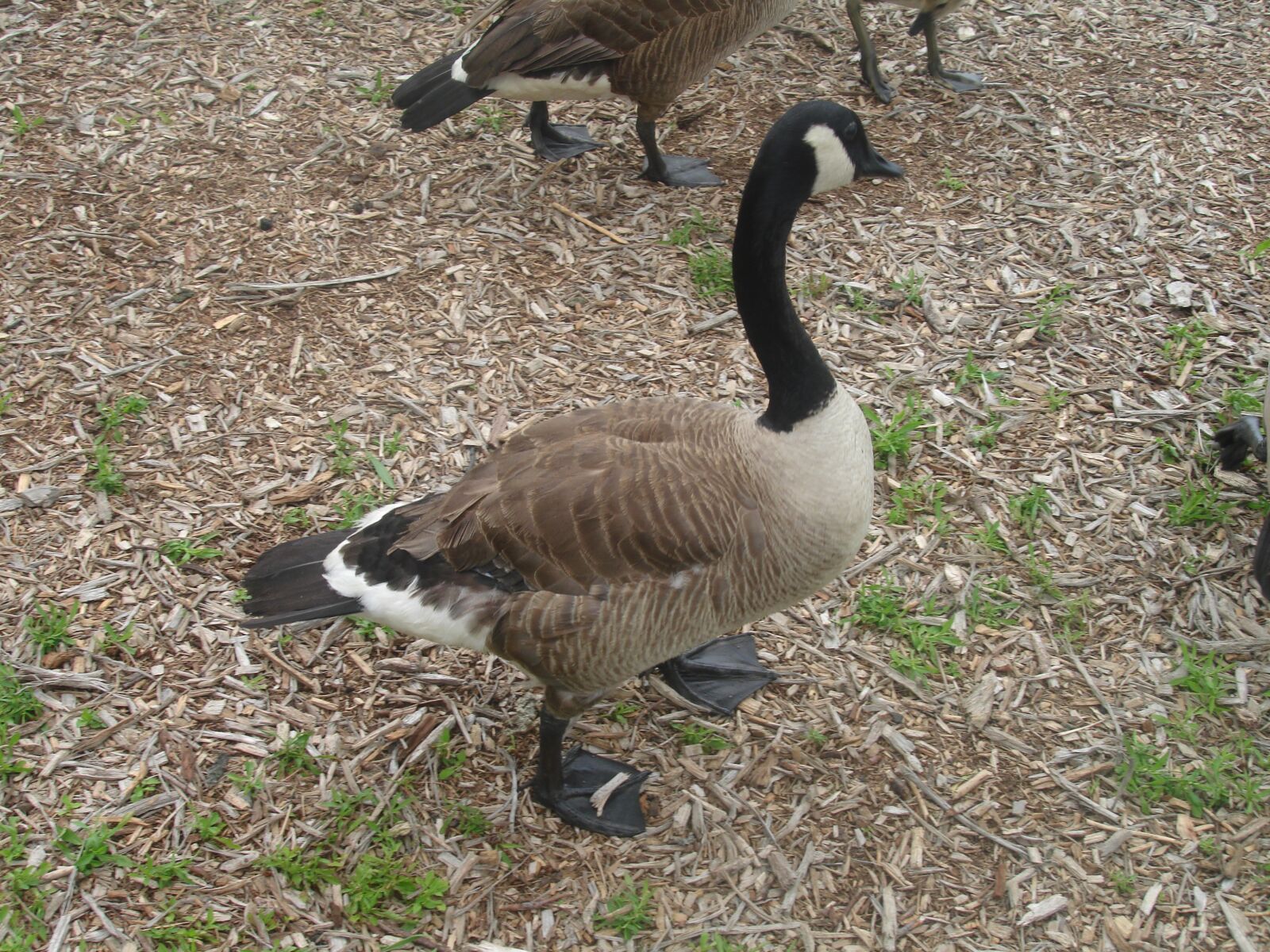Sony DSC-N1 sample photo. Duck walking, ducks, goose photography