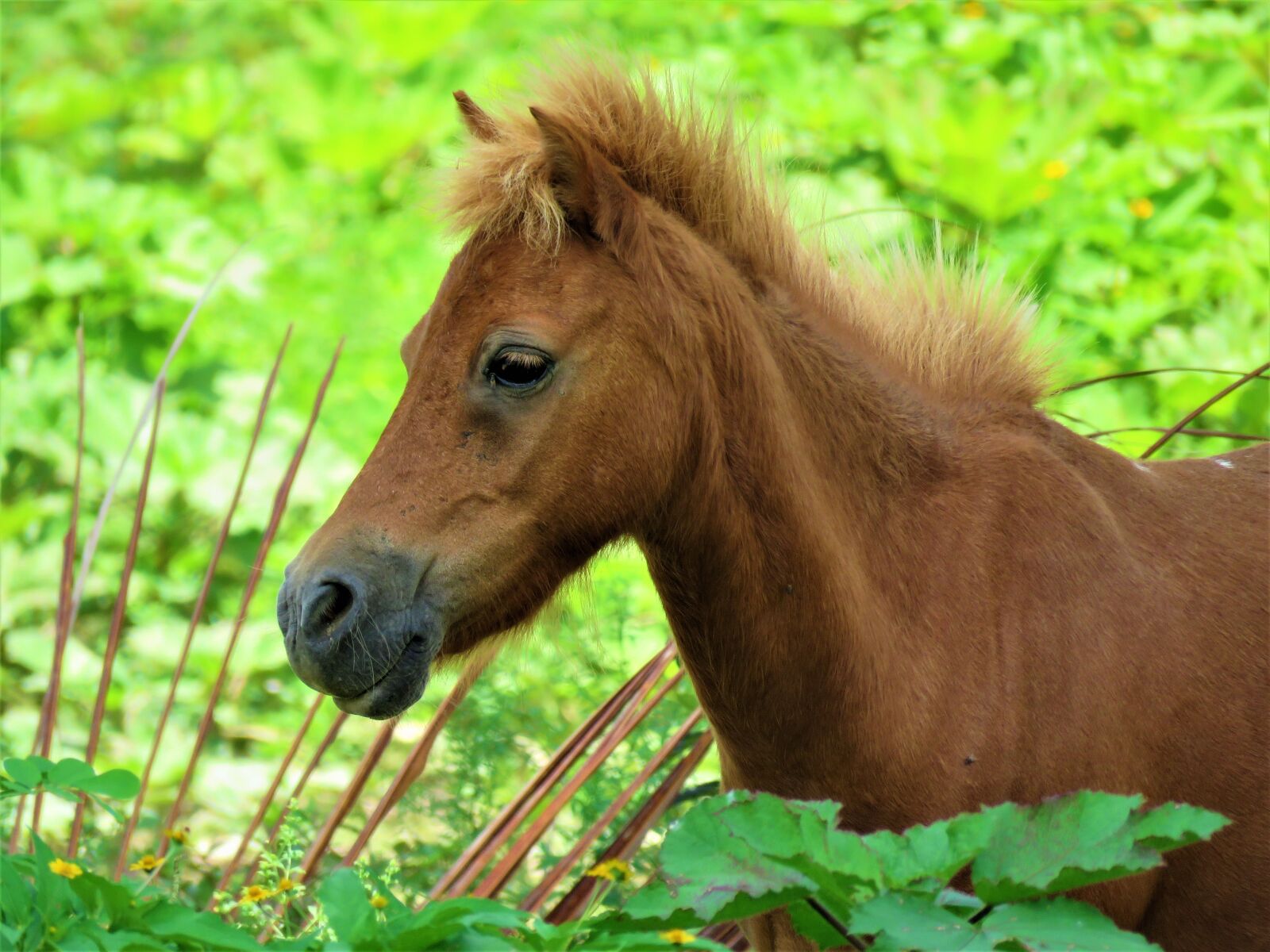 Canon PowerShot SX60 HS sample photo. Pony, horse, animal photography