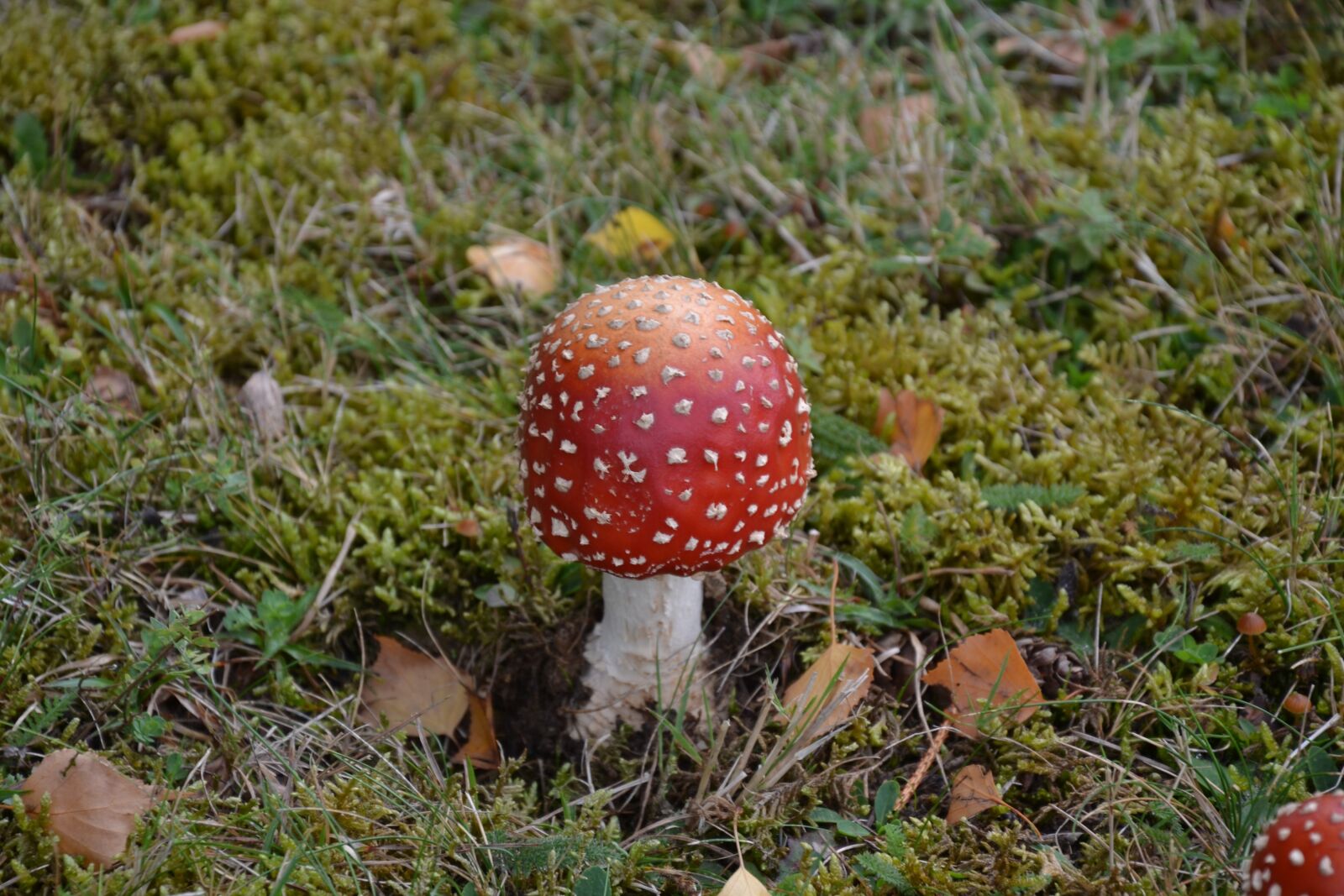 Nikon D3100 sample photo. Fungus, grass, nature photography