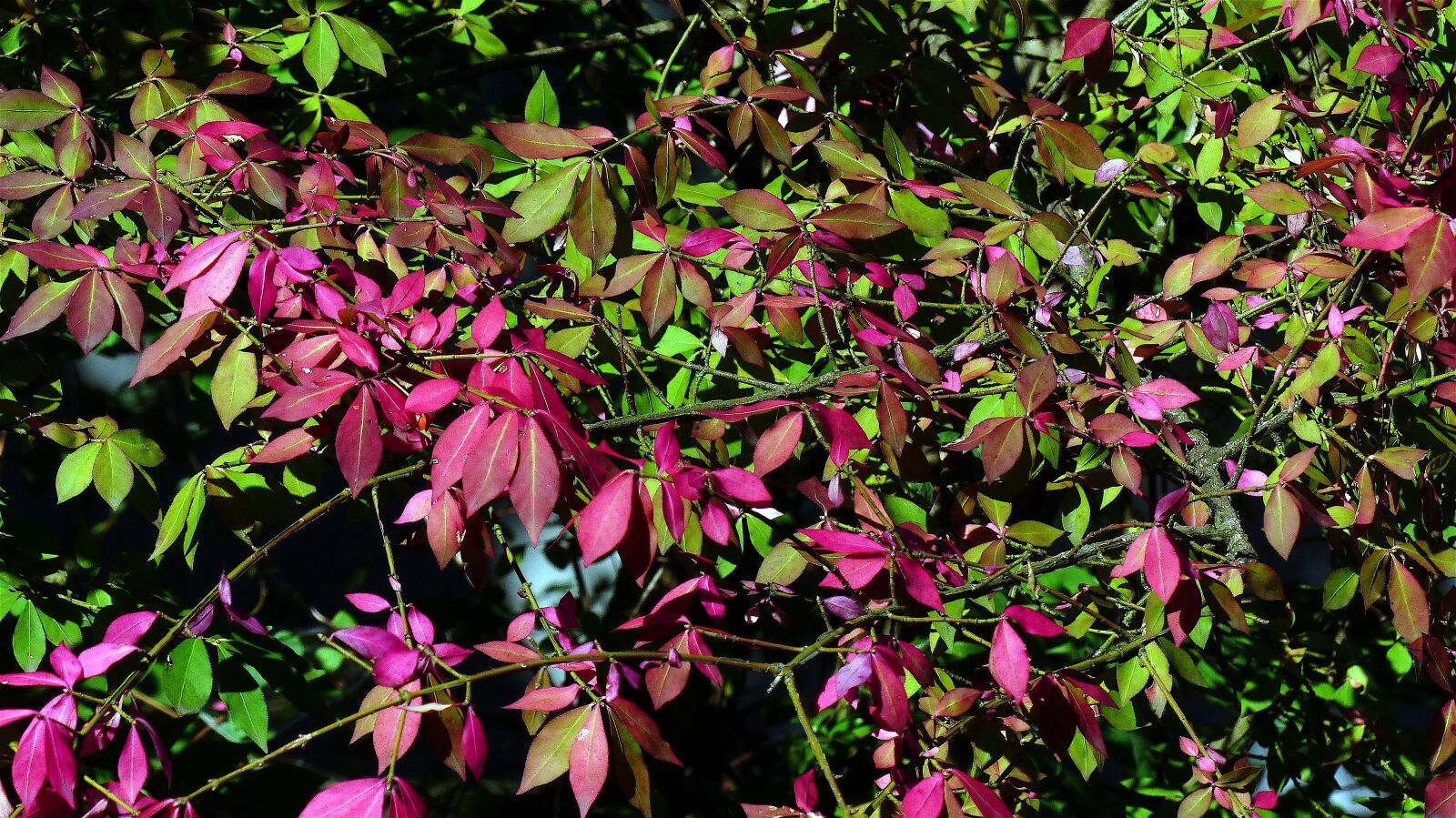 Panasonic Lumix DMC-FZ200 sample photo. Autumn, leaves, red photography