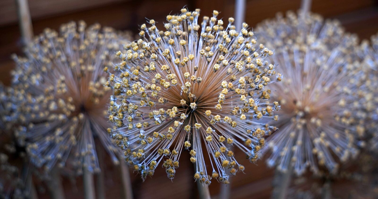 Sony Alpha a5000 (ILCE 5000) + Sony E 55-210mm F4.5-6.3 OSS sample photo. Ornamental onion, faded, dried photography