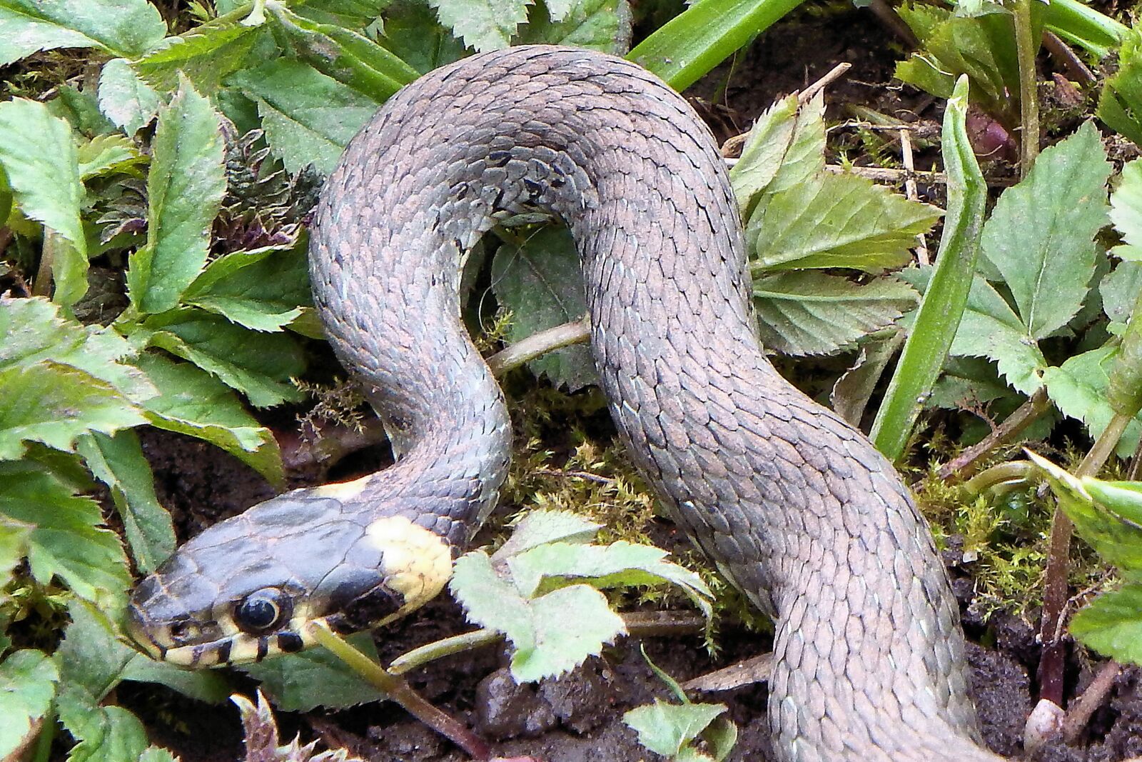 Fujifilm FinePix SL1000 sample photo. Grass snake, snake, reptile photography