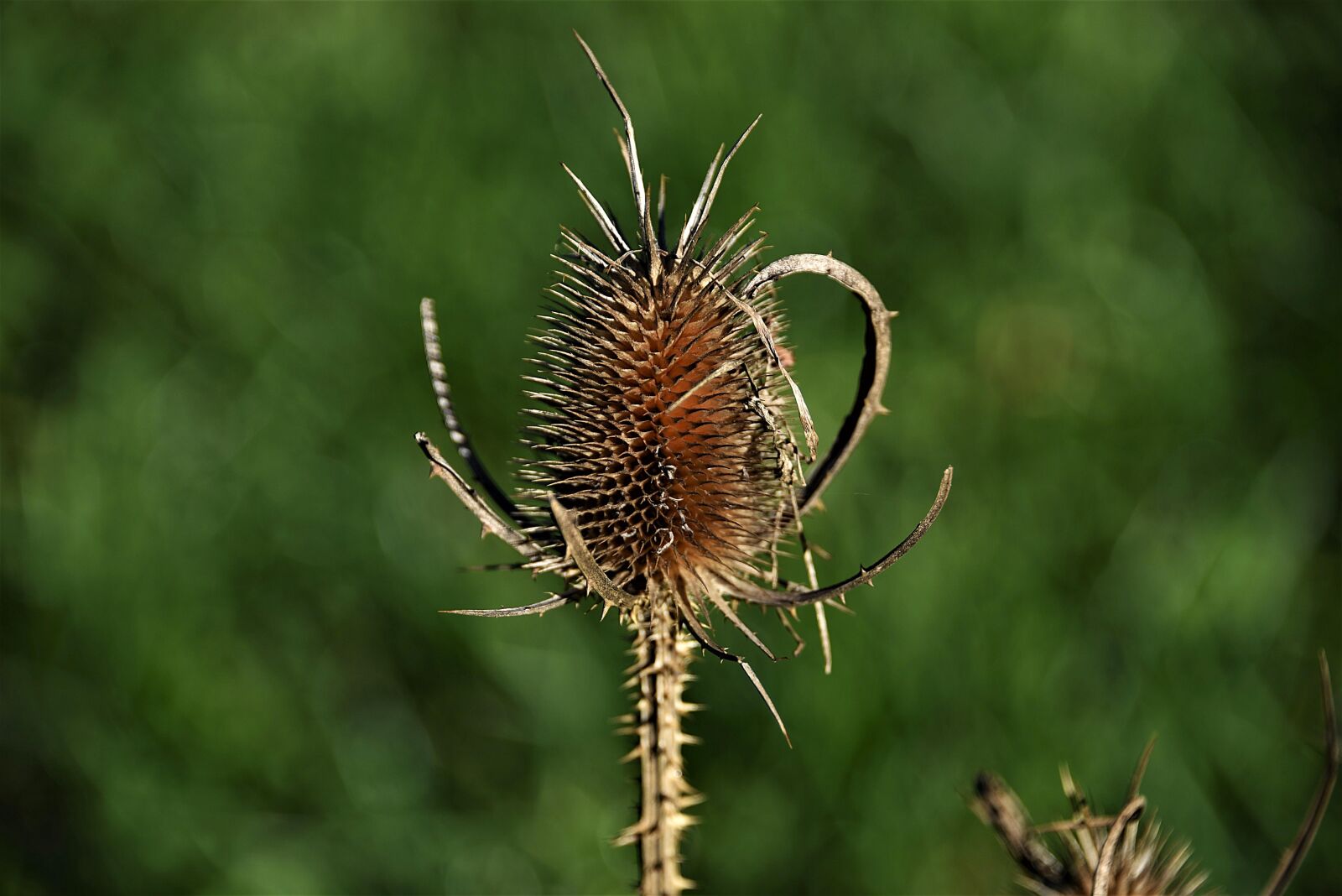 Nikon D750 sample photo. Thistle, faded, card photography
