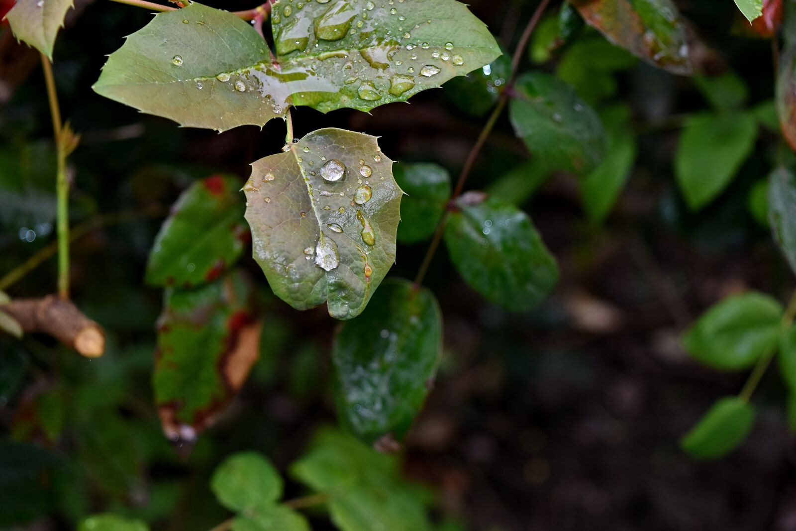 Nikon D5500 sample photo. Moisture, rain, nature, leaf photography