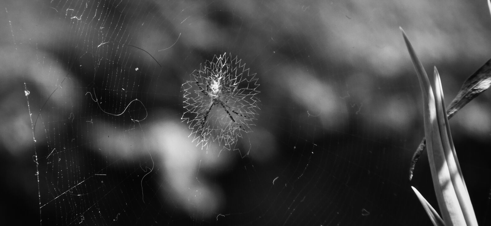 Nikon Coolpix B700 sample photo. Macro, black and white photography