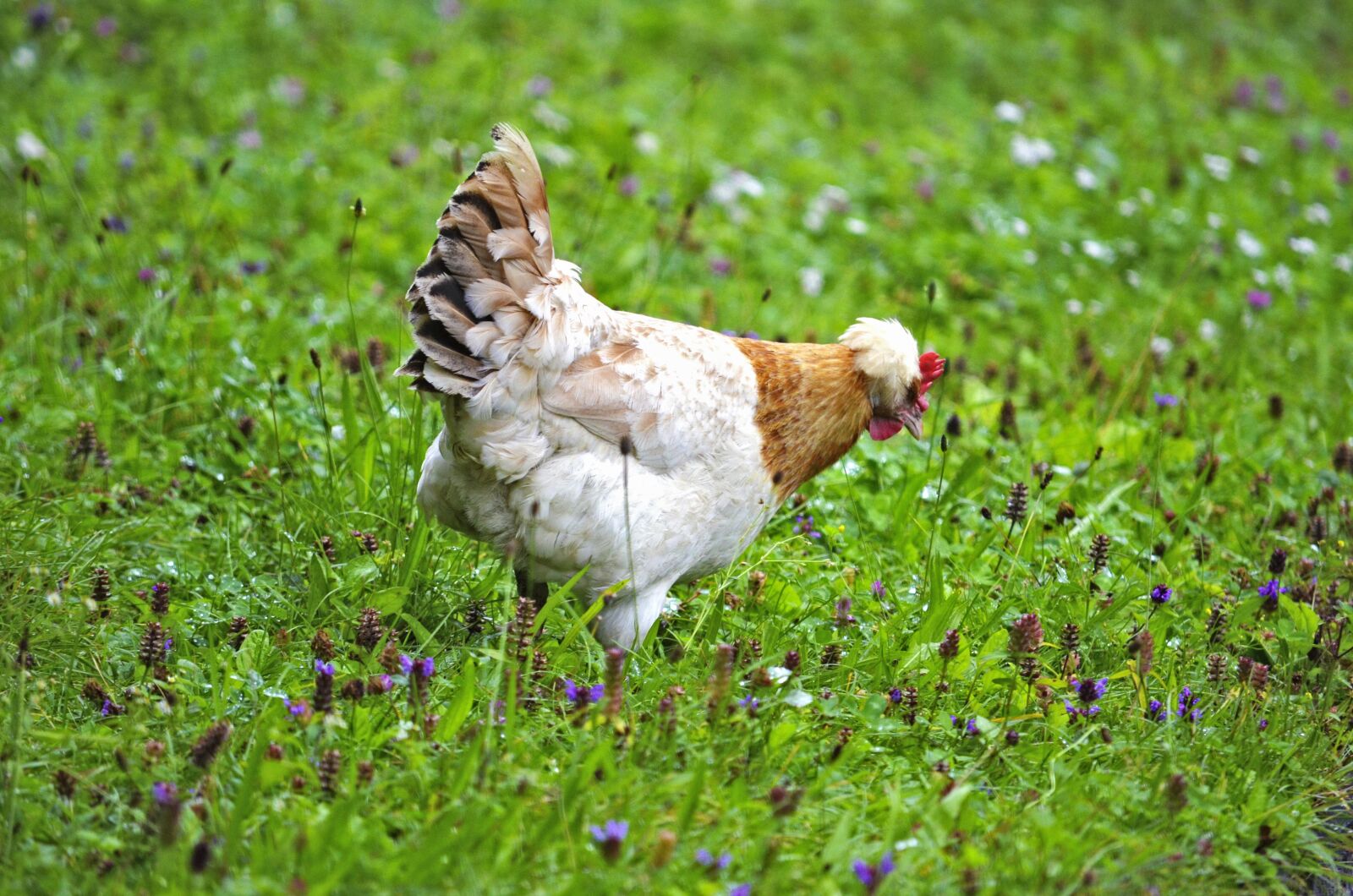 Nikon D5100 sample photo. Chicken, species, meadow photography