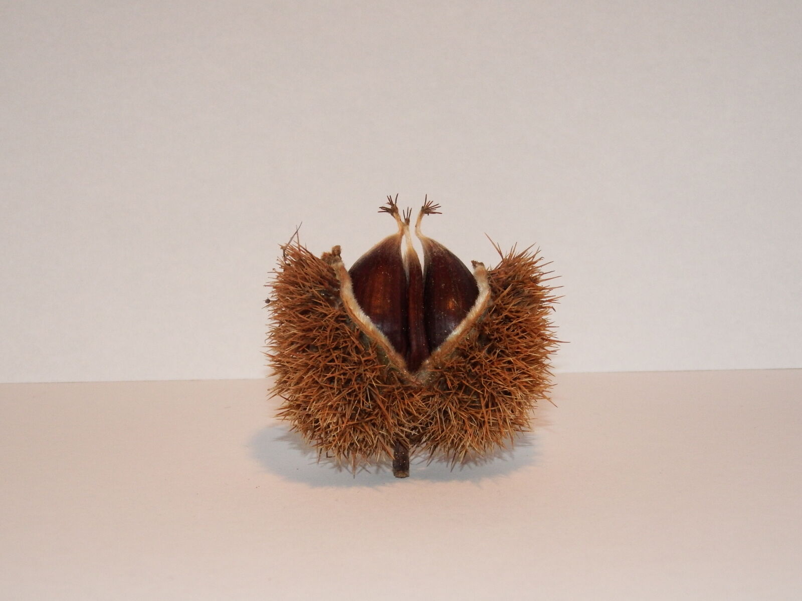 Fujifilm FinePix S1 sample photo. Chestnut, chestnuts, minimalism, night photography