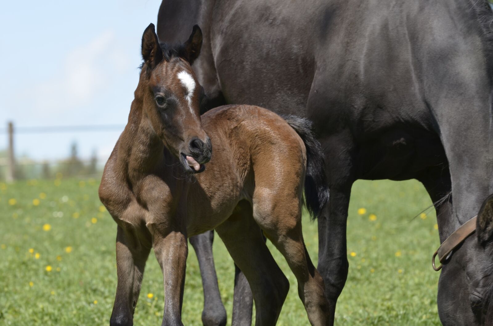Nikon D5100 sample photo. Thoroughbred arabian, main and photography