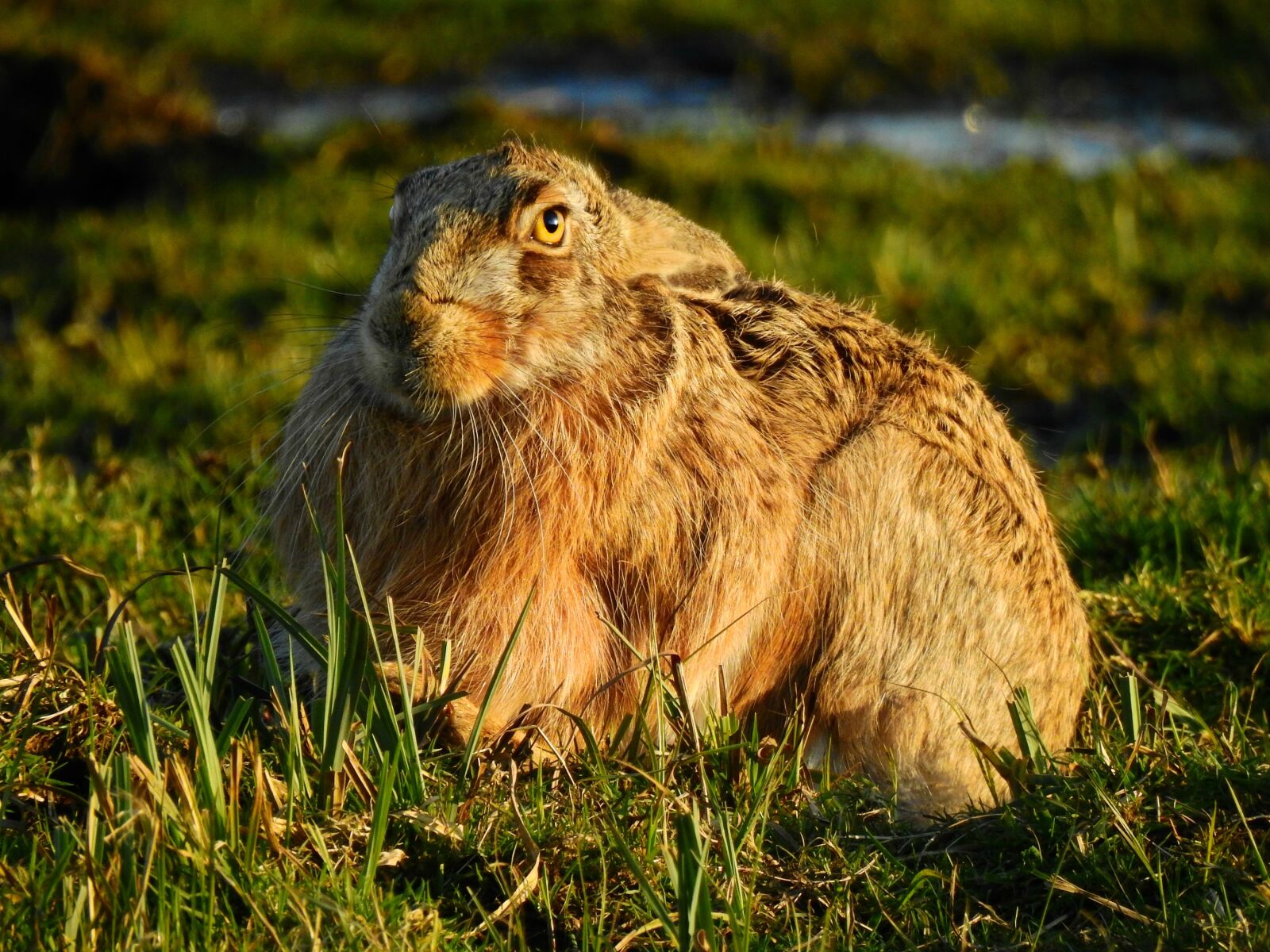 Nikon Coolpix P900 sample photo. Hare, animal, mammal photography