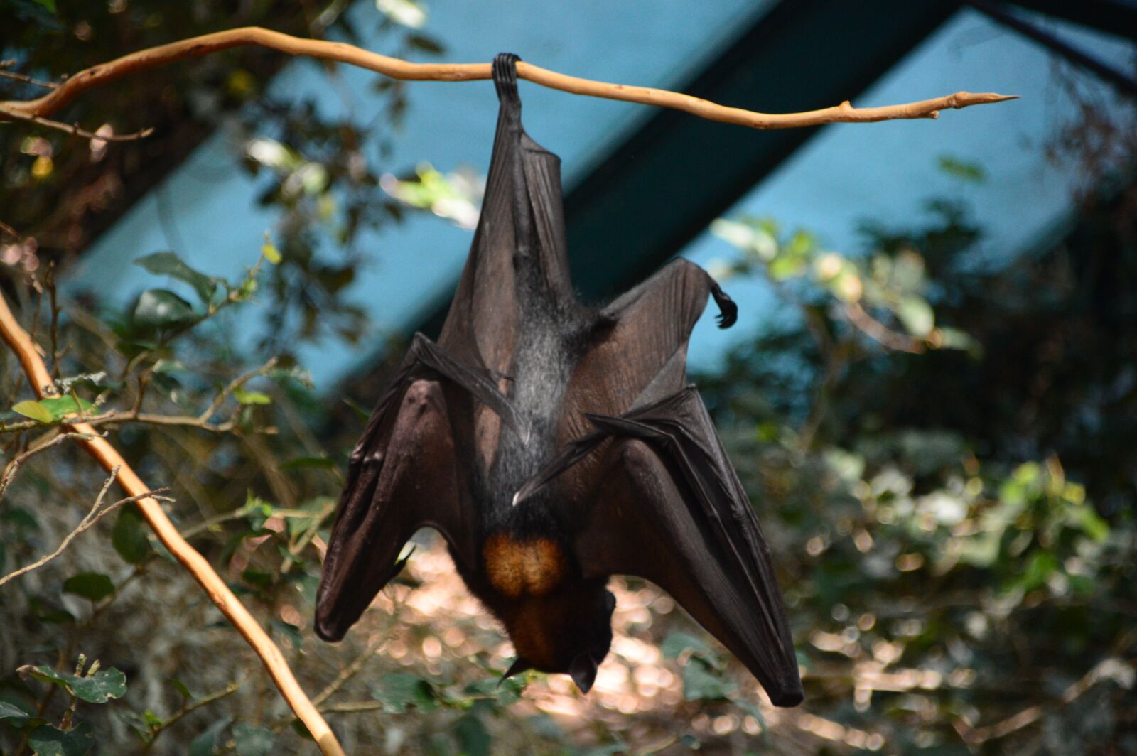 Nikon D3200 sample photo. Bat, hanging, colors photography