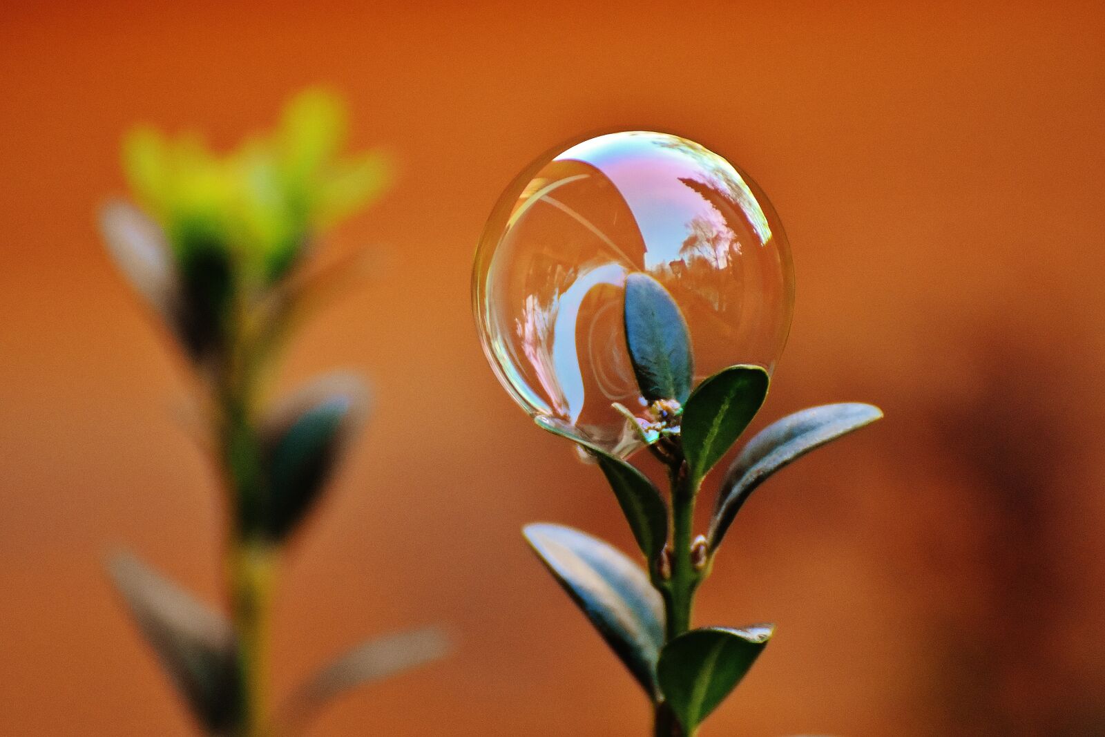 Nikon D7200 sample photo. Soap bubble, colorful, buxbaum photography