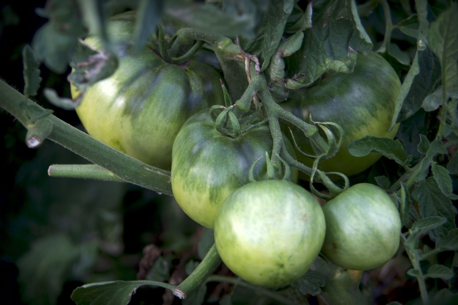 Canon EOS 350D (EOS Digital Rebel XT / EOS Kiss Digital N) sample photo. Tomatoes, fruit, plant photography