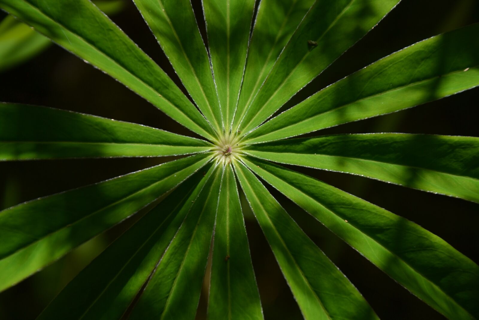 Nikon D3100 sample photo. Grass, plant, leaves photography