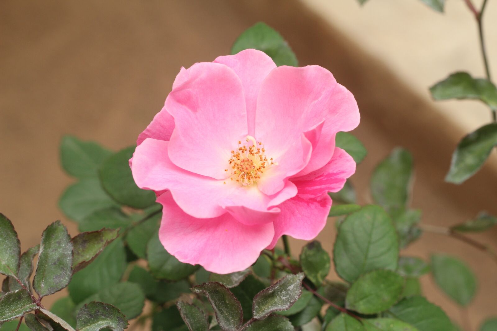 Canon EOS 1300D (EOS Rebel T6 / EOS Kiss X80) + Canon EF 50mm F1.8 II sample photo. Flower, nature, plant photography
