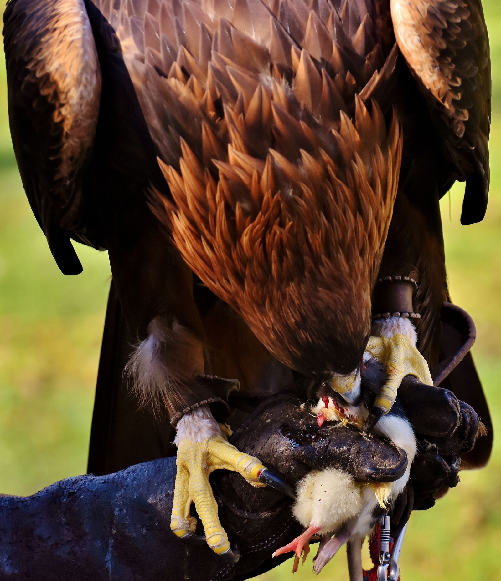 Nikon D7200 sample photo. Adler, raptor, prey photography