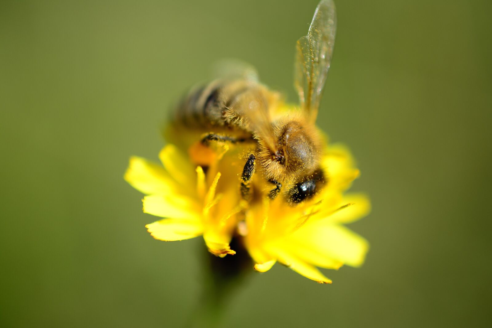 Nikon D5200 sample photo. Bee, pollen, insect photography