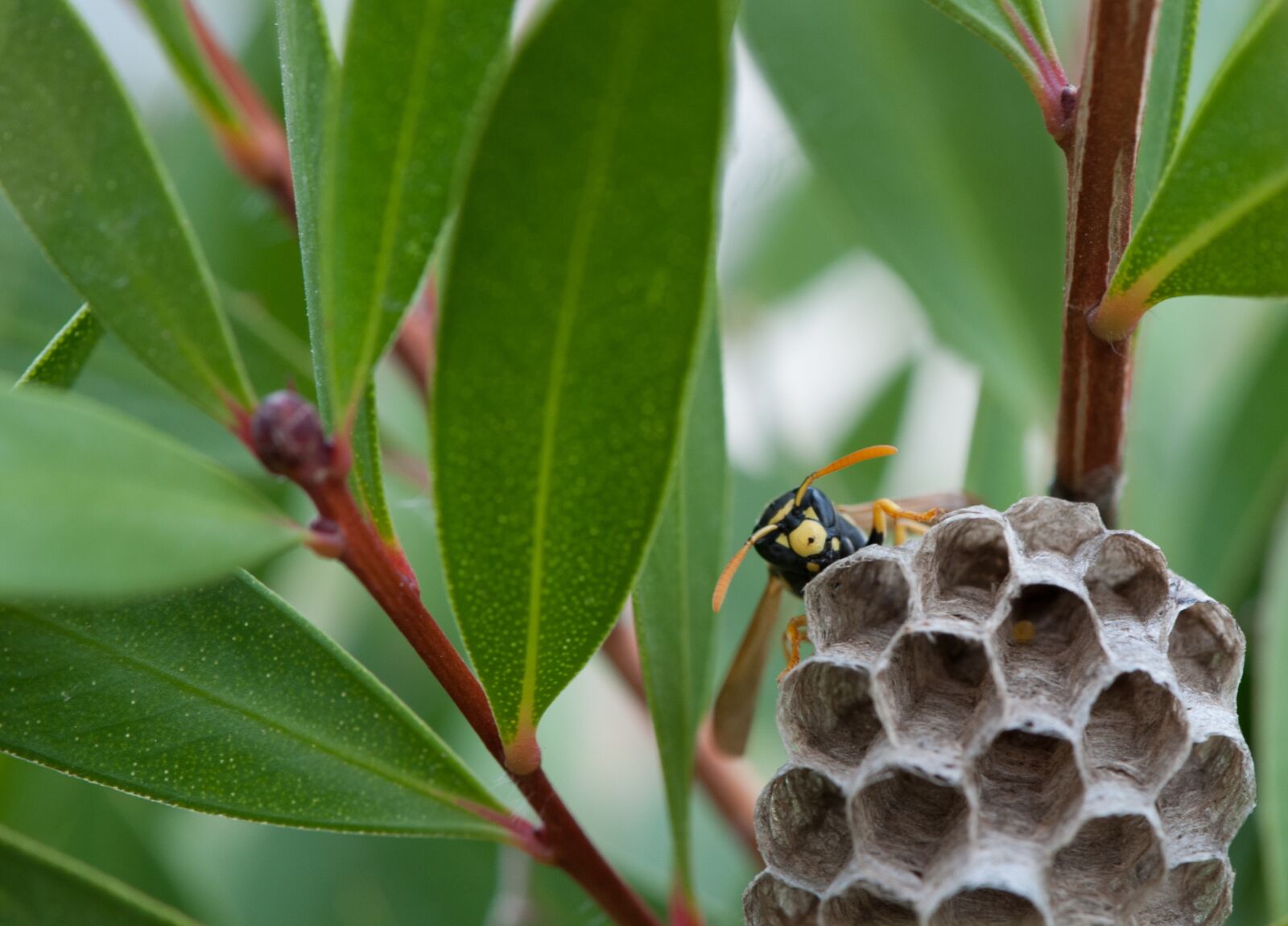 Nikon D60 sample photo. Wasp, nest, cuckoo photography