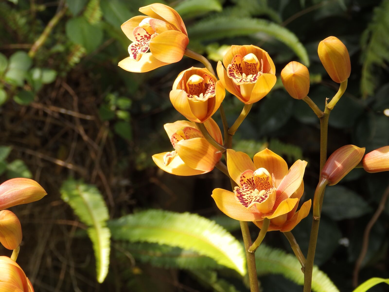 Olympus SP-820UZ sample photo. Orquídea, orchid, tropical photography