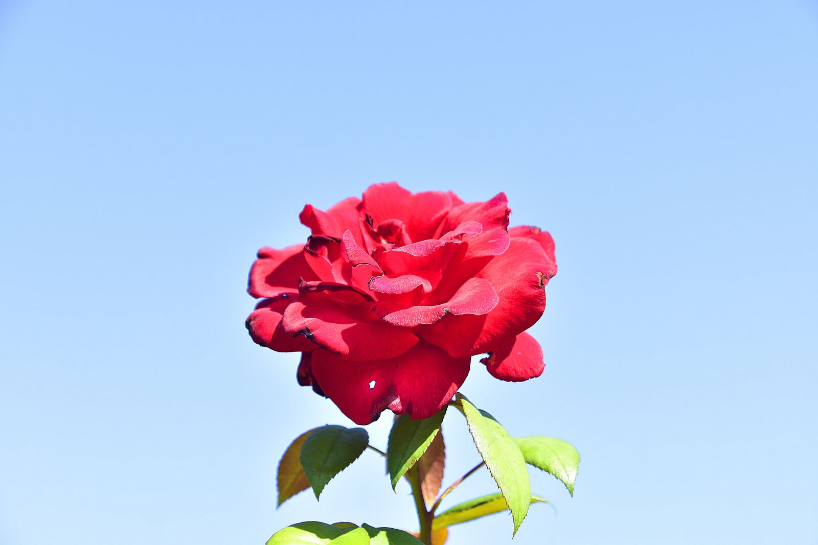 Nikon D7200 sample photo. Flower, garden, petals photography