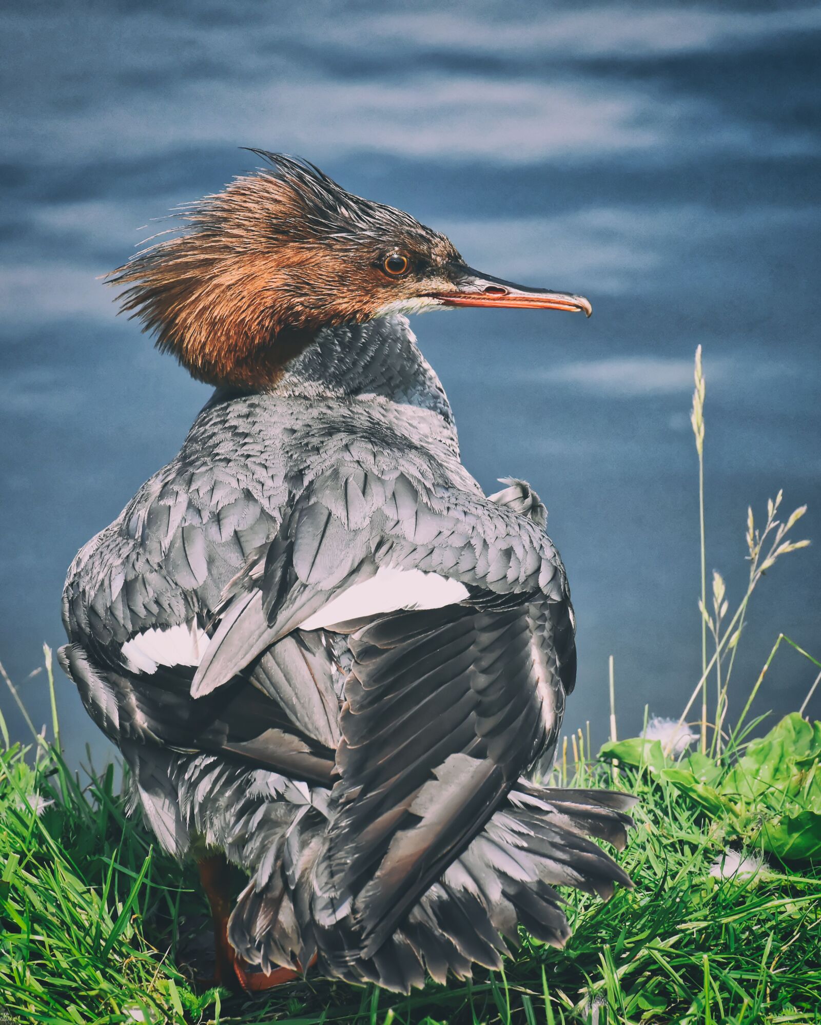 Nikon D7200 sample photo. Merganser, mergus merganser, duck photography