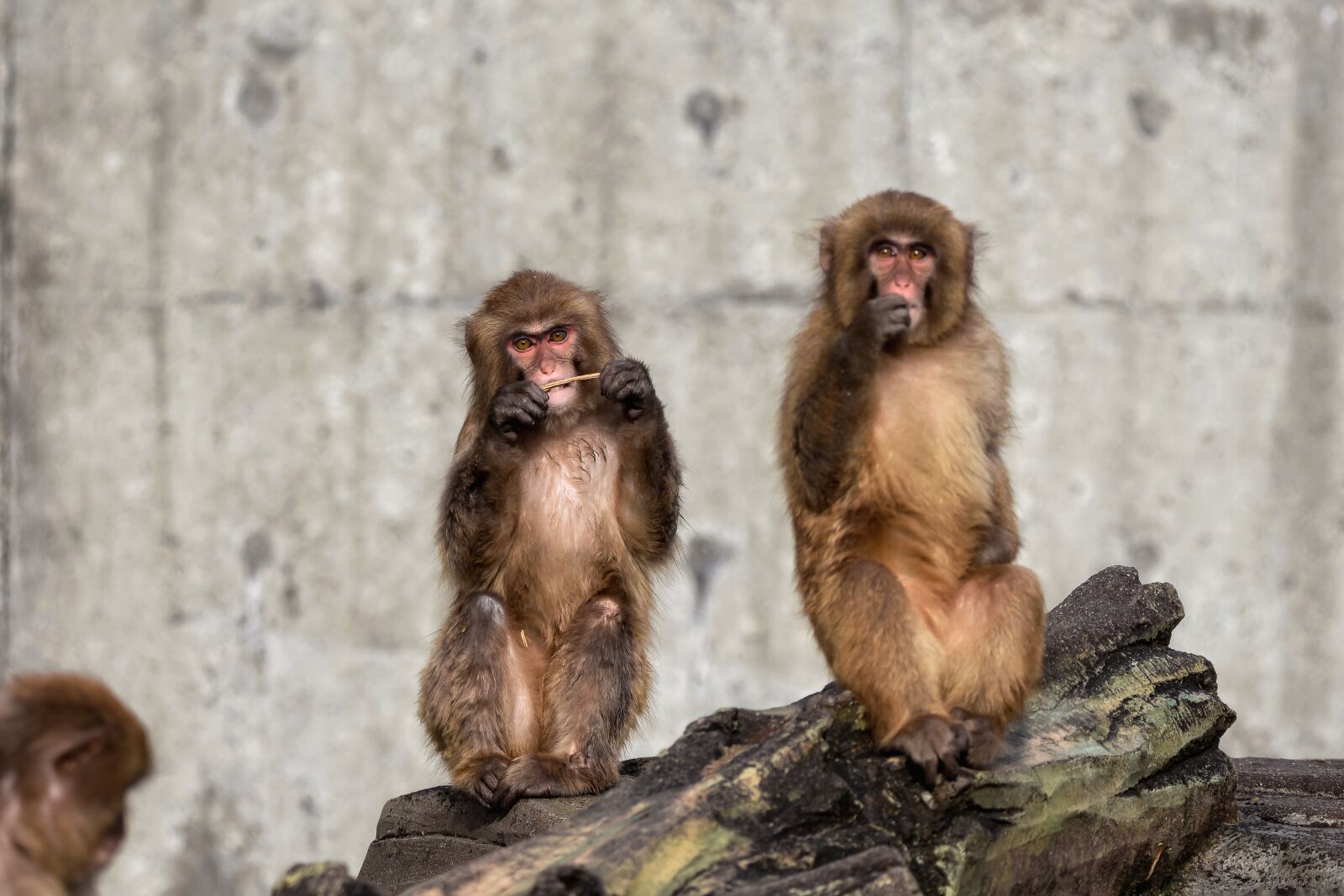 Nikon D7200 sample photo. Animal, monkey, baby japanese photography
