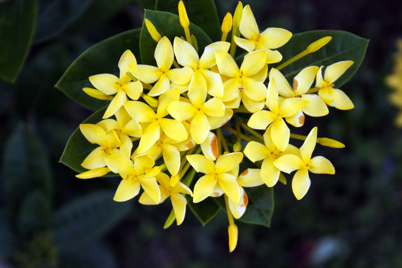 Canon EOS 550D (EOS Rebel T2i / EOS Kiss X4) sample photo. Beautiful, yellow, flowers photography