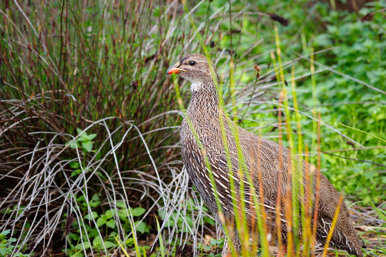 Olympus M.Zuiko Digital ED 12-100mm F4.0 IS Pro sample photo. Cape spurfowl, francolin, bird photography