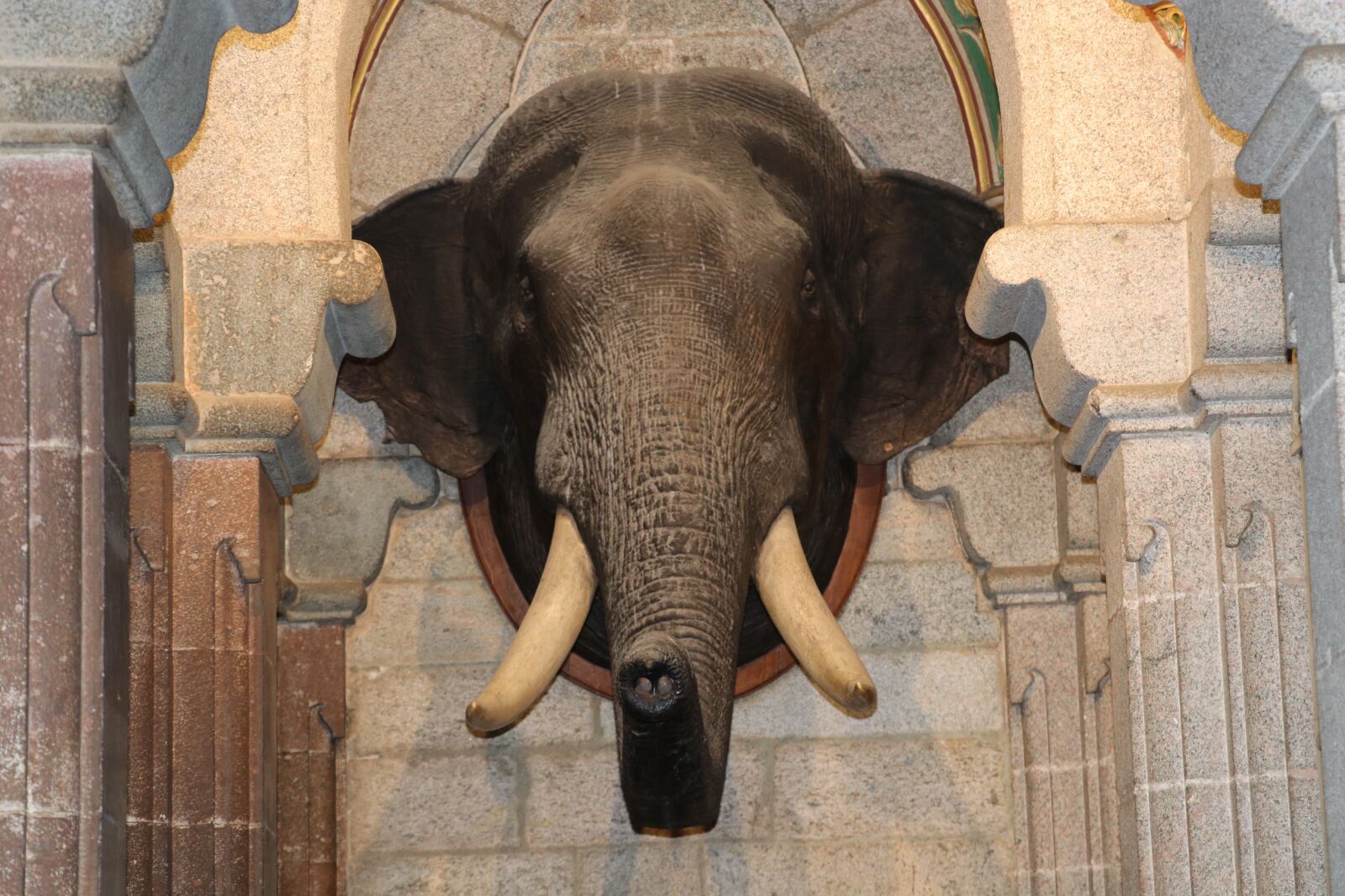 Canon EOS 80D sample photo. Elephant head, indian elephant photography